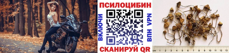 Купить  Бабаево  Галлюциногенные грибы MAGIC MUSHROOMS 